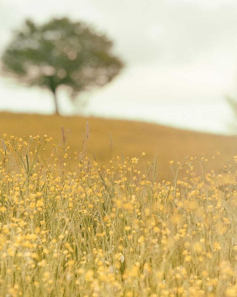 Balayage caramel sur cheveux bouclés