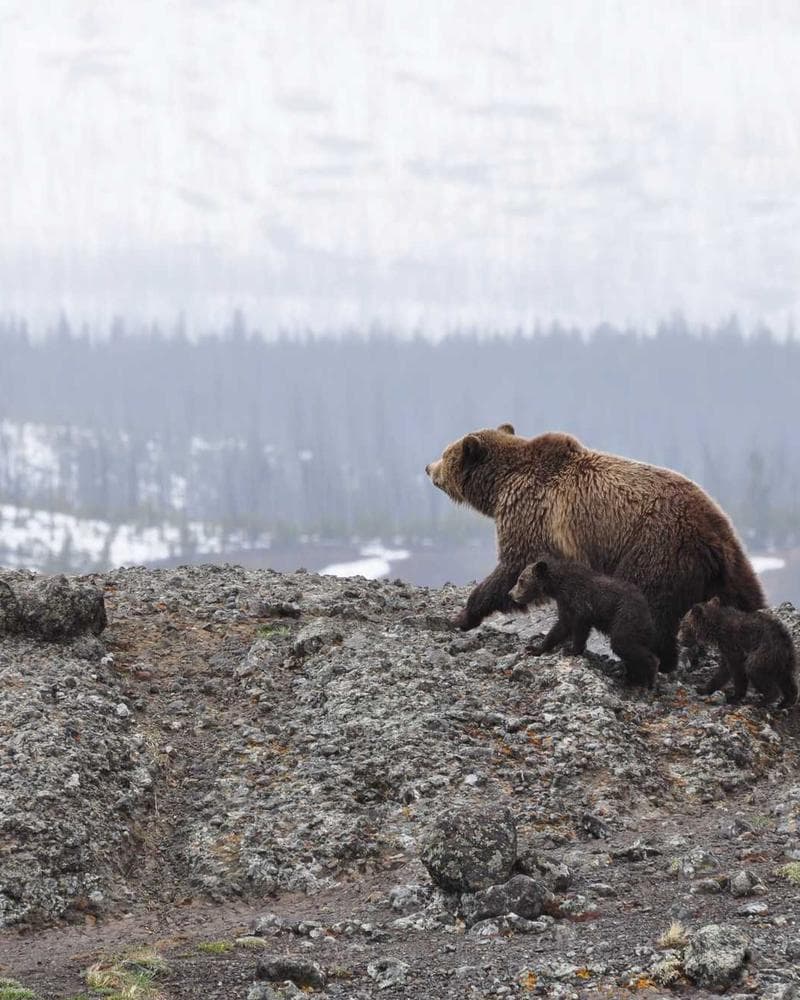 Extensions naturelles longueur XXL