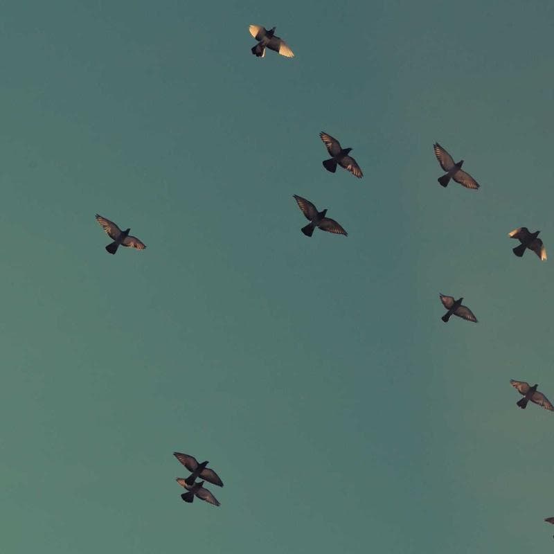 Coiffure de mariage tresse couronne