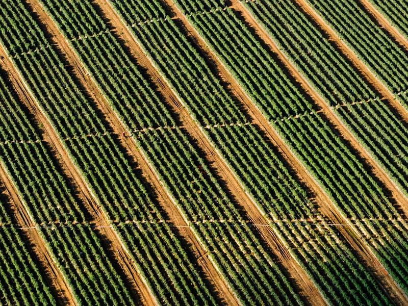 Couleur complète sur cheveux afro