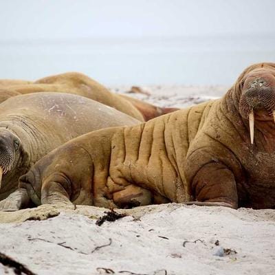 Pot de beurre de karité Shea Moisture